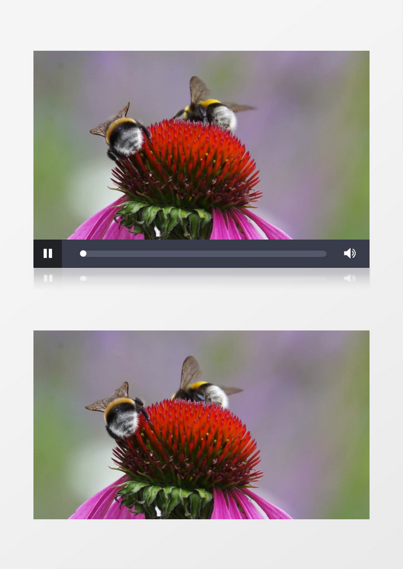 蜜蜂视频苹果手机版养蜜蜂技术视频完整版-第2张图片-太平洋在线下载