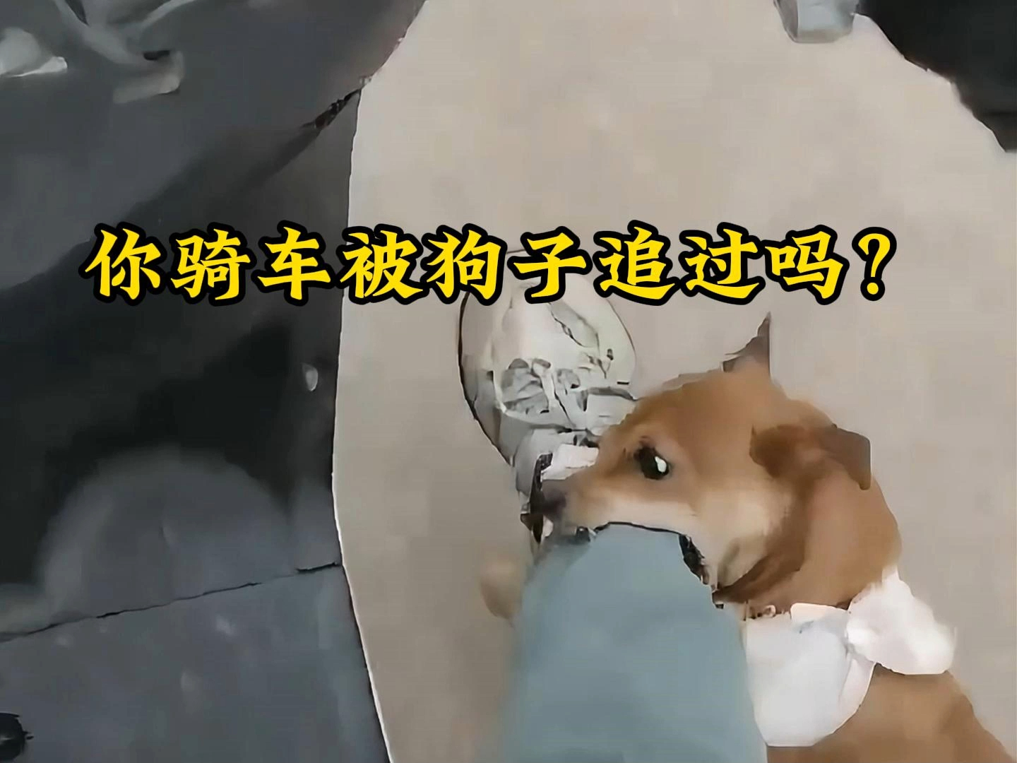 哈狗三缺一义乌版安卓哈狗三缺一义乌版官网电脑版-第2张图片-太平洋在线下载