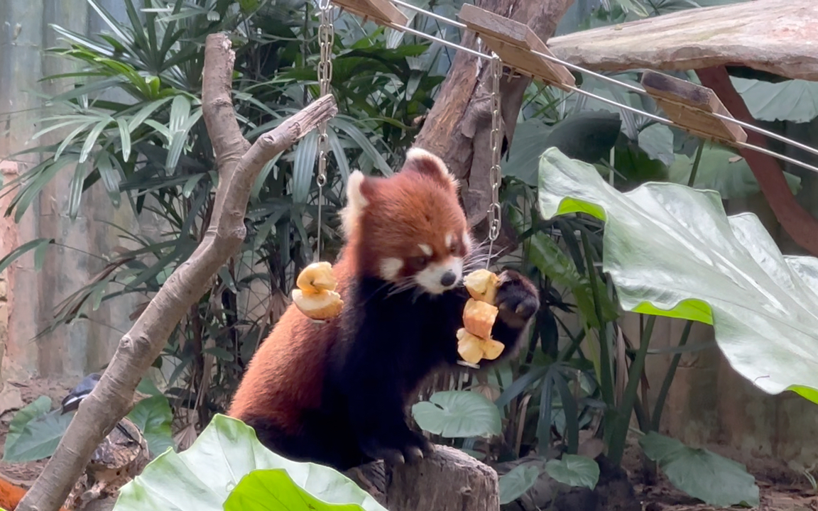 熊猫空间2.0苹果版熊猫看书苹果软件的历史版本-第2张图片-太平洋在线下载
