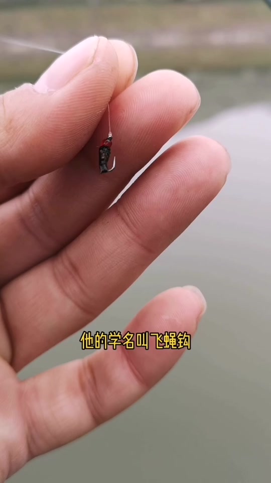 安卓版飞蝇飞蝇虫的图片-第2张图片-太平洋在线下载